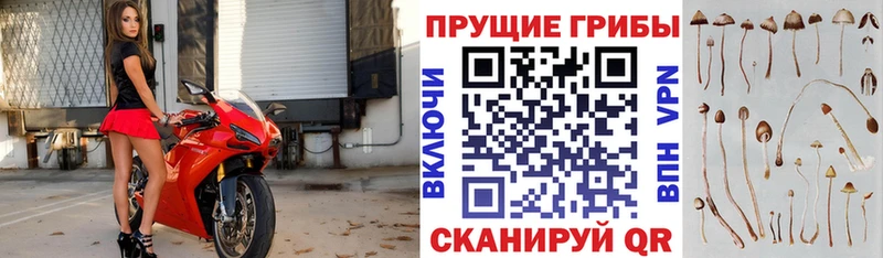 Купить где  Талдом  Галлюциногенные грибы мухоморы 